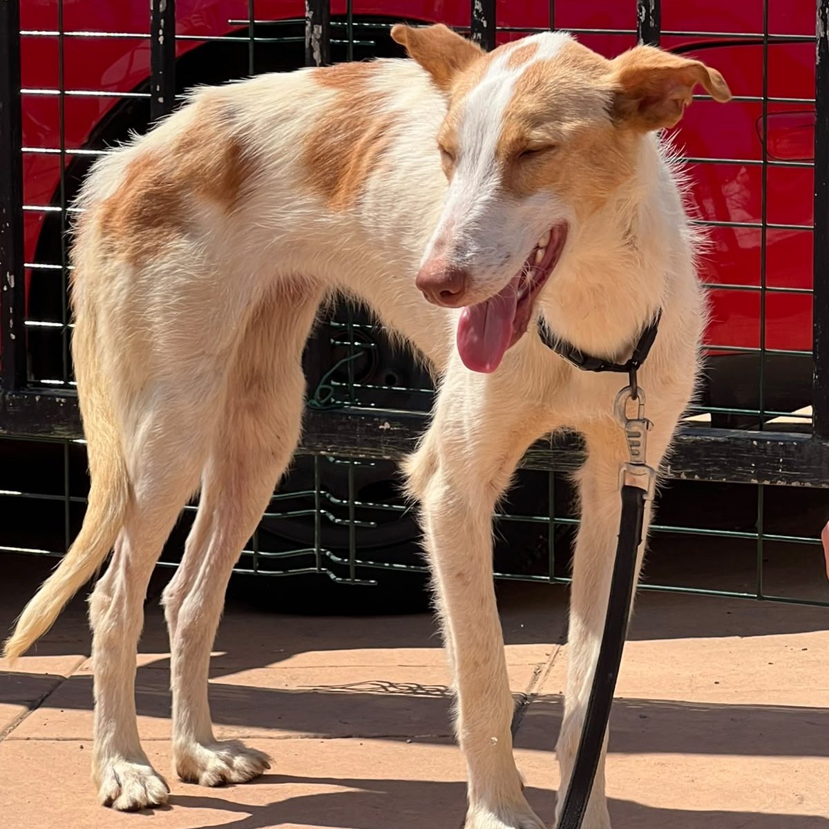 Ref 816
